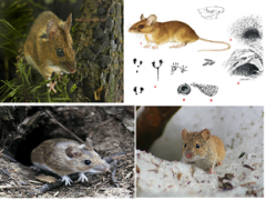 Лесная мышь (Apodemus uralensis)