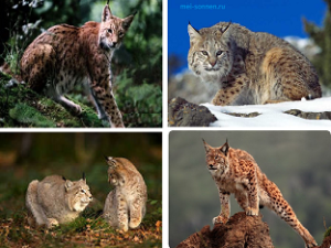 Рысь обыкновенная (Felis lynx)