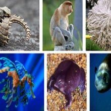 Какие есть интересные и необычные животные на нашей планете?
