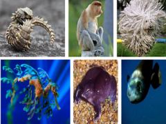 Какие есть интересные и необычные животные на нашей планете?