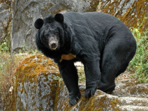 Медведи (Ursus)