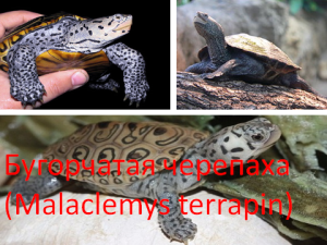 Бугорчатая черепаха (Malaclemys terrapin)