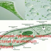 Инфузория-туфелька, парамеция хвостатая (Paramecium caudatum)