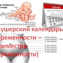 Акушерский календарь беременности – (Триместры беременности)