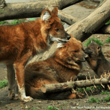 Красный или горный волк: описание, особенности поведения и интересные факты