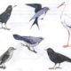 КВН по лексической теме «Перелетные птицы»