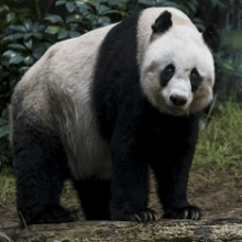 Большая панда, или бамбуковый медведь, или гигантская панда