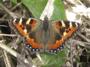 Обыкновенная и необычная бабочка-крапивница