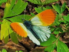 Зорька бабочка. Образ жизни и среда обитания бабочки зорьки