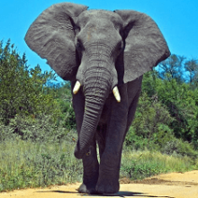 Африканский слон: интересные факты