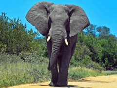 Африканский слон: интересные факты