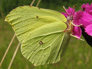 Бабочка лимонница — описание, среда обитания, виды