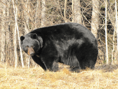 Барибал или Черный медведь: описание