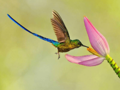 Где живут колибри – среда обитания и повадки