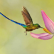Где живут колибри – среда обитания и повадки