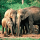 Индийский или азиатский слон: характеристика вида