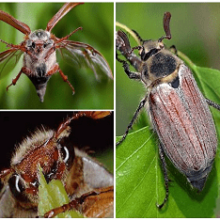 Какую пищу едят майские жуки в природе и в домашних условиях?