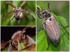 Какую пищу едят майские жуки в природе и в домашних условиях?