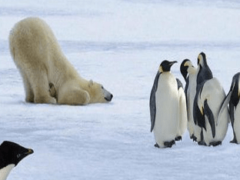 Охотятся ли белые медведи на пингвинов?