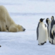 Охотятся ли белые медведи на пингвинов?