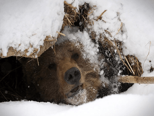 Почему медведь зимой спит: особенности и сроки спячки