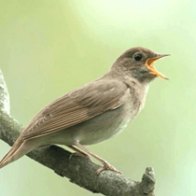 Птица соловей: как выглядит, где обитает и чем питается?
