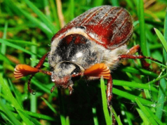 Всё о майском жуке или хруще: основная информация