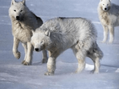 Белый полярный волк: интересные факты, описание жизни, где обитает арктический волк