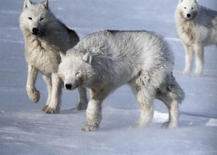Белый полярный волк: интересные факты, описание жизни, где обитает арктический волк