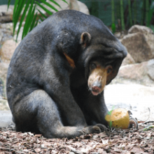 Малайский медведь. Образ жизни и среда обитания малайского медведя