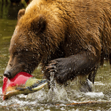 Медведь гризли. Среда обитания и образ жизни медведя гризли