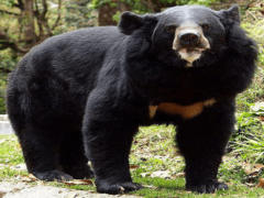 Медведь-губач — животное с необычной внешностью и странными повадками