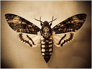 Мертвая голова: от гусеницы до бабочки
