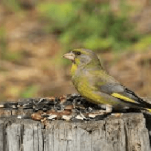 Обыкновенная зеленуха, птица зеленушка, её образ жизни и размножение