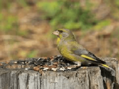 Обыкновенная зеленуха, птица зеленушка, её образ жизни и размножение