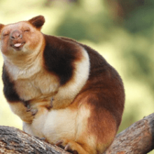 Очаровательные древесные кенгуру, которые вызовут вашу улыбку