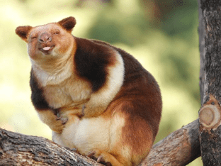 Очаровательные древесные кенгуру, которые вызовут вашу улыбку