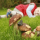 Отравление грибами: признаки и первая помощь