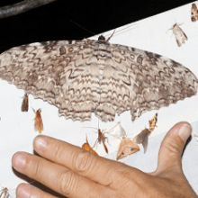 Тизания агриппины — одна из самых необычных бабочек