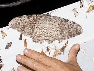 Тизания агриппины - одна из самых необычных бабочек