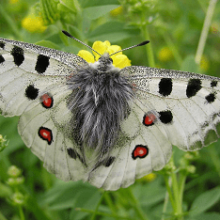 Бабочка аполлон: интересные факты и описание