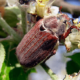 Что едят майские жуки: особенности жизненного цикла вредителя сада