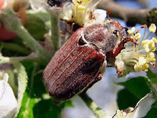 Что едят майские жуки: особенности жизненного цикла вредителя сада