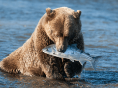 Что ест медведь в дикой природе и где живет?