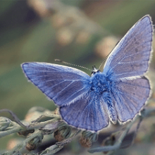 Характер и образ жизни бабочки голубянки