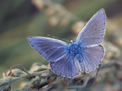 Характер и образ жизни бабочки голубянки