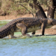 Нильский крокодил. Физиологические особенности, питание, ареал обитания, размножение, разновидности