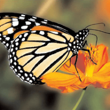 Самая красивая Бабочка Монарх