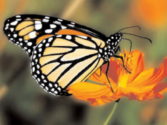 Самая красивая Бабочка Монарх