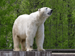 Самые большие медведи по размеру и весу
